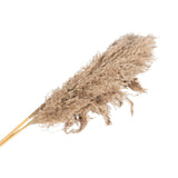 Natural Dried Pampas Grass Stems