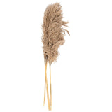 Natural Dried Pampas Grass Stems