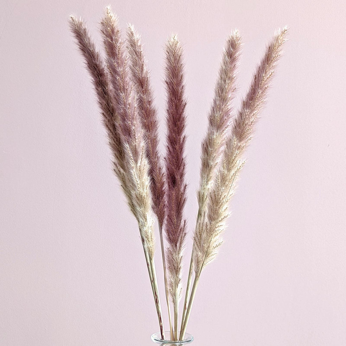 Natural Dried Pampas in Vase