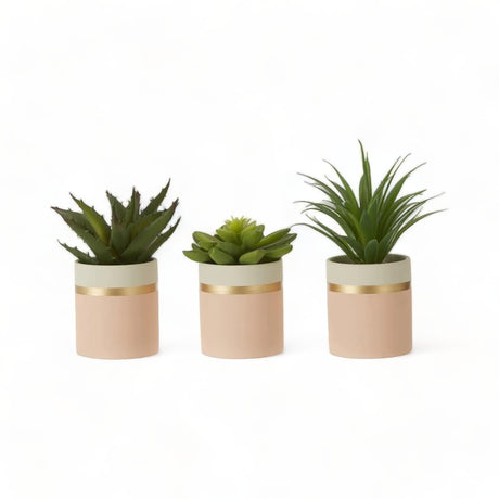 Set of 3 Lush Green Mini Succulents 10cm