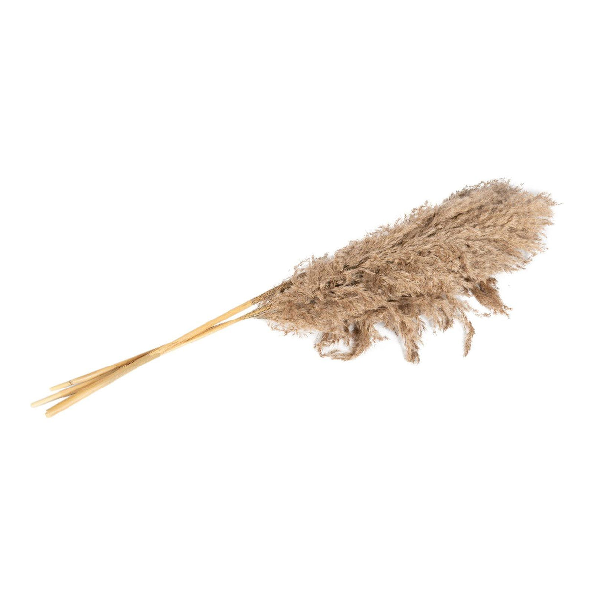 Natural Dried Pampas Grass Stems