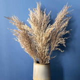 Natural Dried Pampas Grass Stems