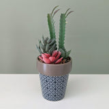 Mojave Artificial Succulent in Pot