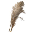 Pampas Grass Bundle 3 Pack